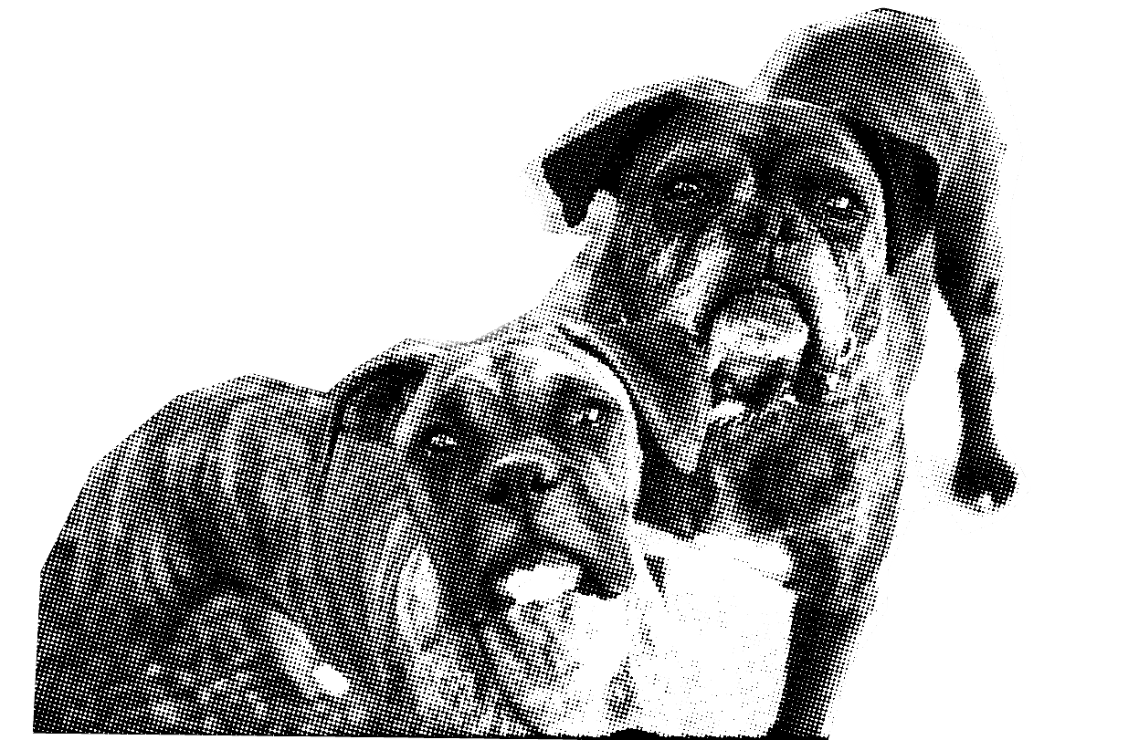 2 Perros mirando hacia arriba