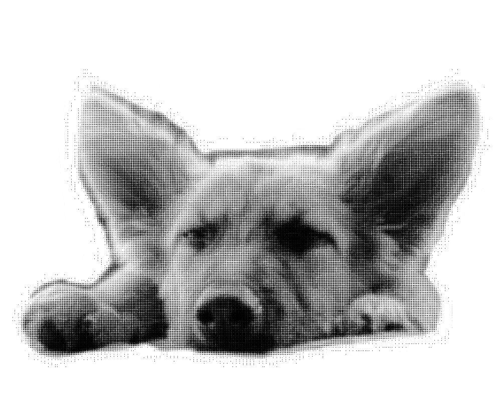 Perro descansando