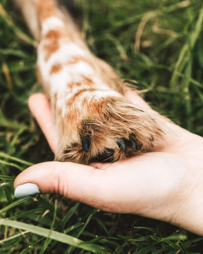 Pata de perro y mano tomándose